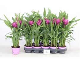 Curcuma siam splash m15                           