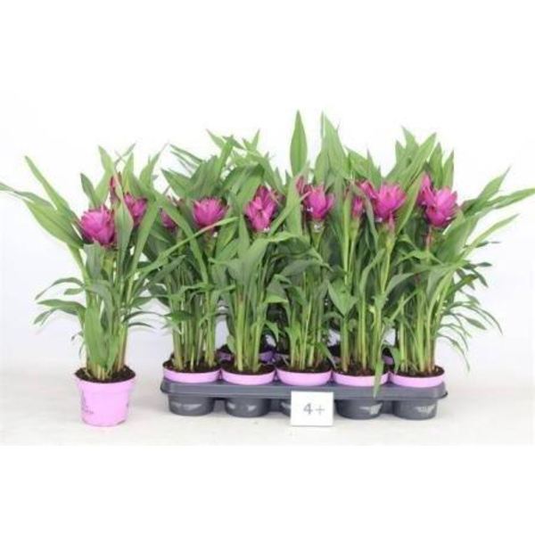 Curcuma siam splash m12                           