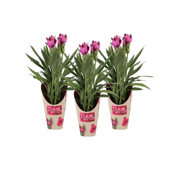 Curcuma siam splash m14                           