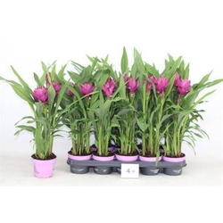 Curcuma siam splash m12                           