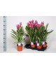 Curcuma siam splash m13                           