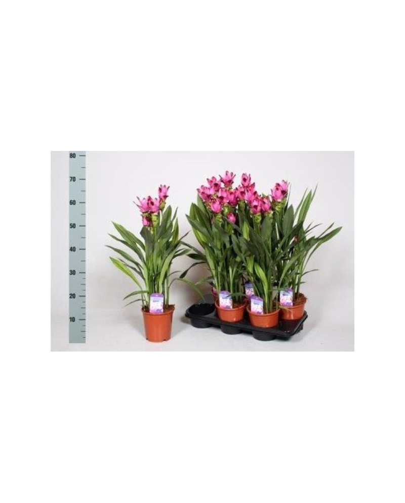 Curcuma siam splash m13                           