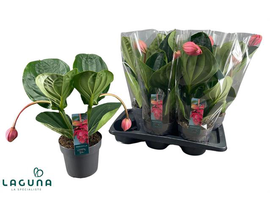 Medinella magnifica flamenco m17                  