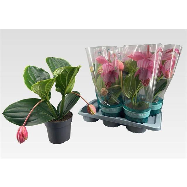 Medinella magnifica flamenco m17                  