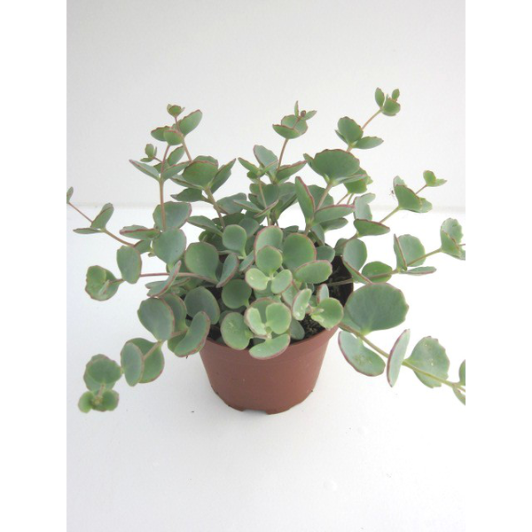 Sedum sieboldii m9                                