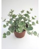 Sedum sieboldii m9                                