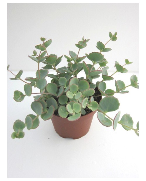 Sedum sieboldii m9                                