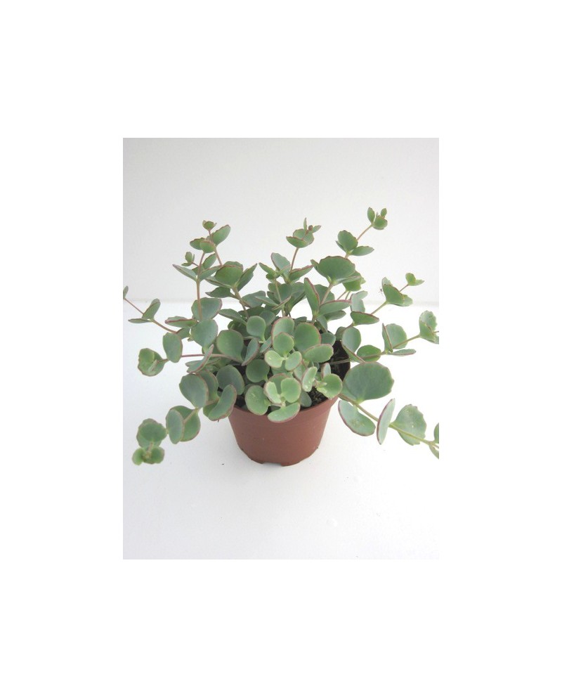Sedum sieboldii m9                                