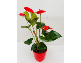 Anthurium melanina Ø16                            