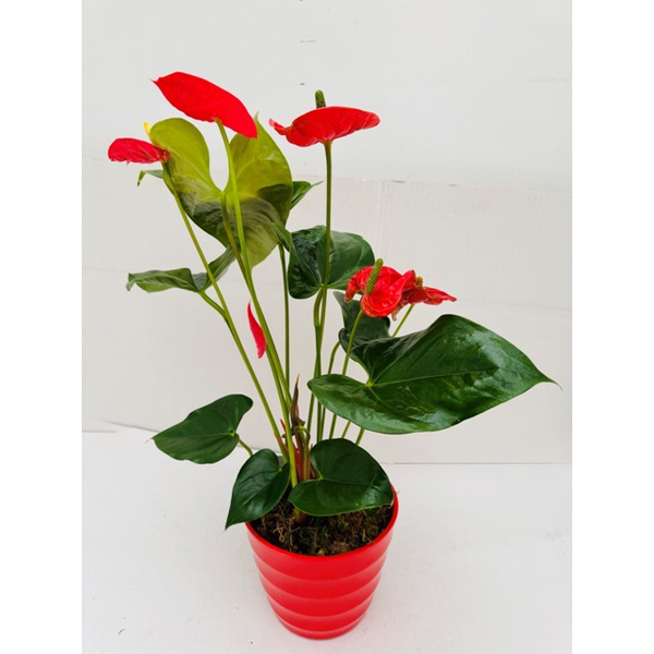 Anthurium melanina Ø16                            