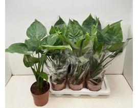 Alocasia gageana-calidora- m17                    