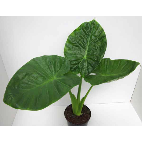 Alocasia calidora-cucullata m17                   