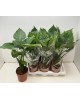 Alocasia gageana-calidora- m17                    