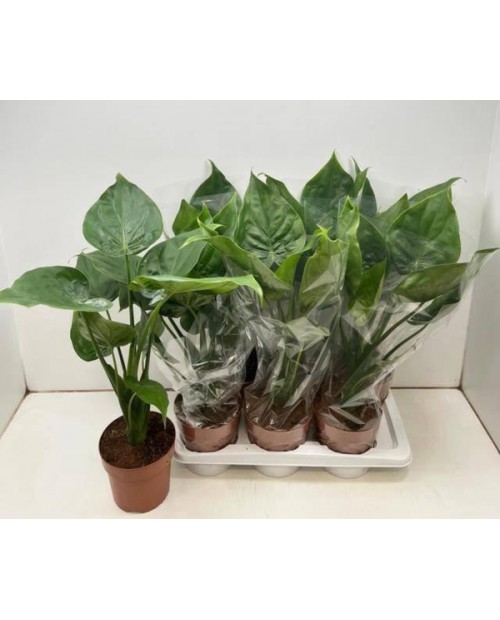 Alocasia gageana-calidora- m17                    