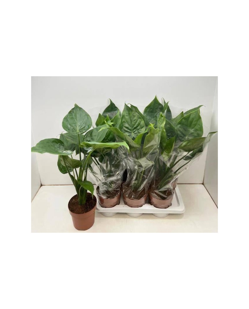 Alocasia gageana-calidora- m17                    