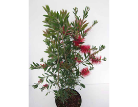 Callistemon 3lt                                   