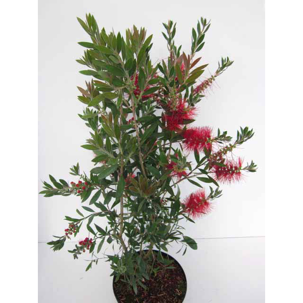 Callistemon 3lt                                   