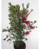 Callistemon 3lt                                   