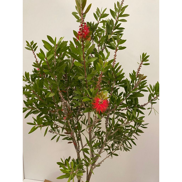 Callistemon 7.5lt                                 