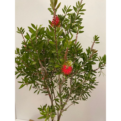 Callistemon 7.5lt                                 