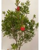 Callistemon 7.5lt                                 