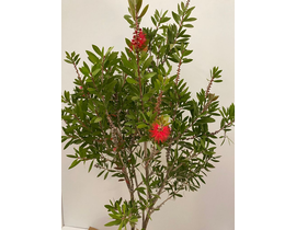 Callistemon 7.5lt                                 