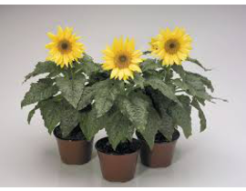 Heliantus girasol 13                              