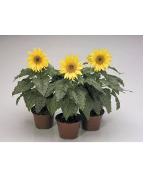 Heliantus girasol 13                              