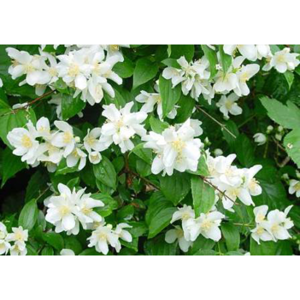 Philadelphus 5l                                   