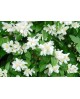 Philadelphus 5l                                   