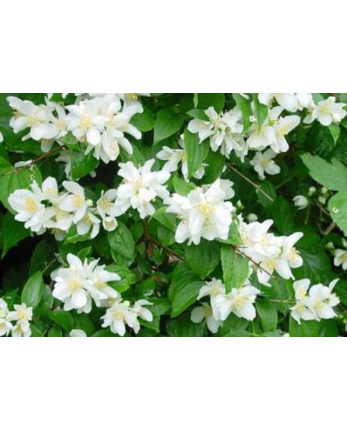 Philadelphus 5l                                   