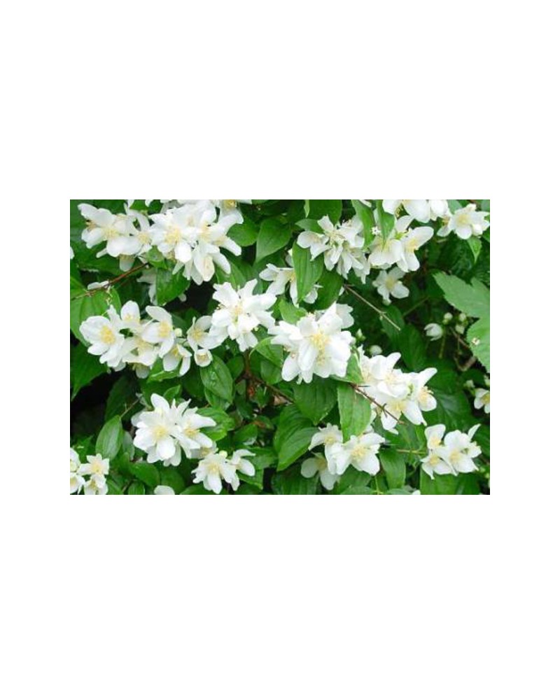 Philadelphus 5l                                   