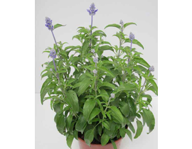 Salvia farinacea m11                              