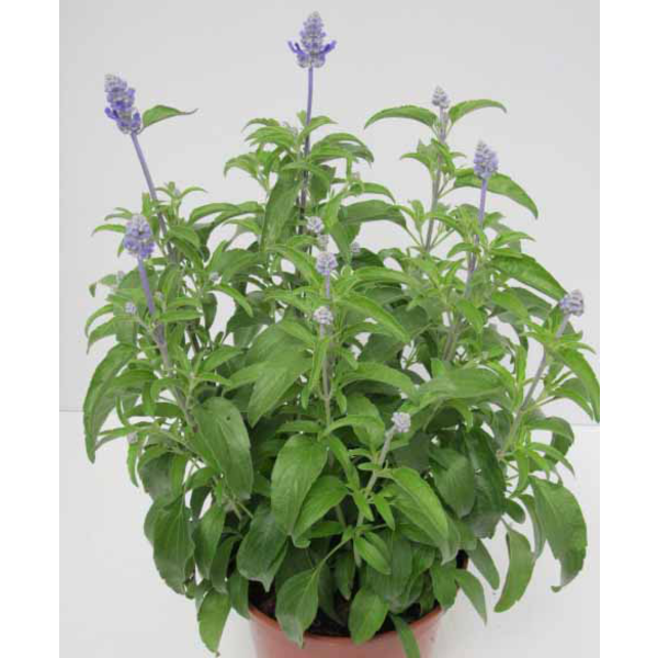 Salvia farinacea m11                              