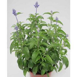 Salvia farinacea m11                              