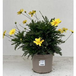 Euryops chrysanthemoides 2lt                      