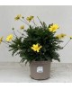 Euryops chrysanthemoides 2lt                      