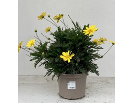Euryops chrysanthemoides 2lt                      