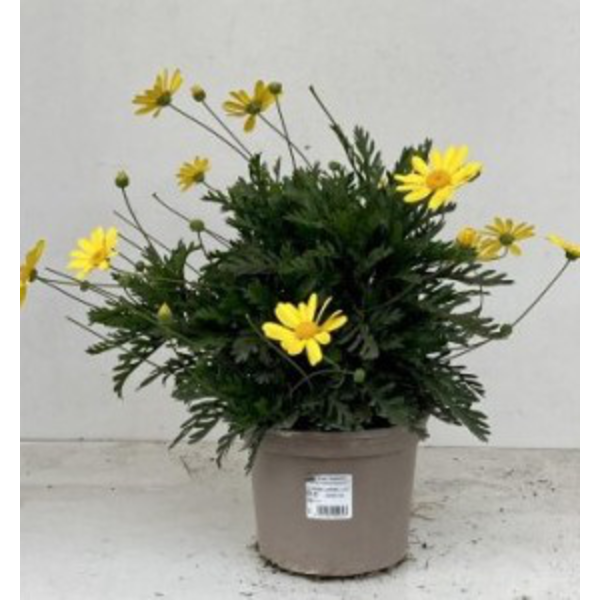 Euryops chrysanthemoides 2lt                      