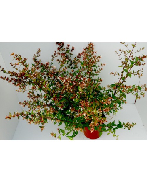 Abelia floribunda edward goucher 3lt              