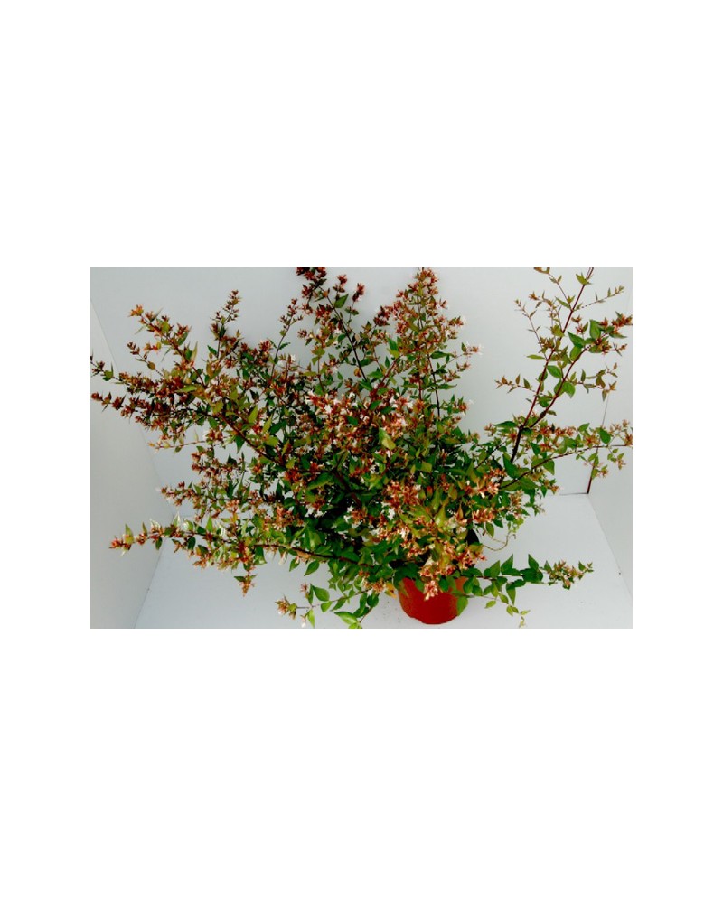Abelia floribunda edward goucher 3lt              