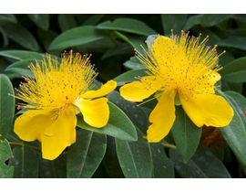 Hypericum m14                                     