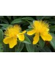 Hypericum m14                                     