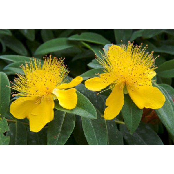 Hypericum m14                                     