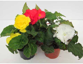 Begonia bulbosa - tuberosa m13                    