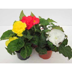 Begonia bulbosa - tuberosa m13                    