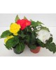 Begonia bulbosa - tuberosa m13                    