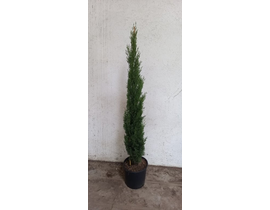 Cipres totem 120/140 m25                          