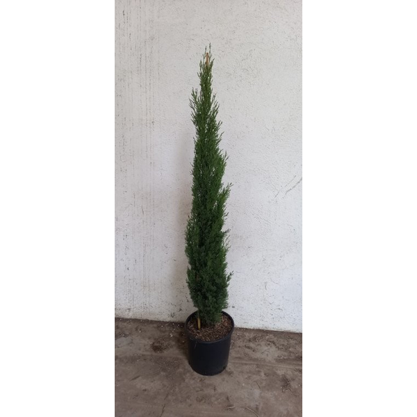 Cipres totem 120/140 m25                          