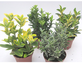 Euonimus japonica aurea - verde 5lt 50/60cm       